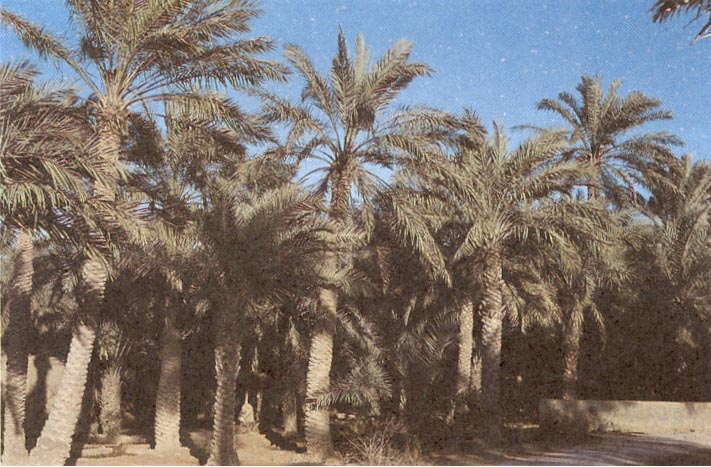 date_palm_plantations.jpg